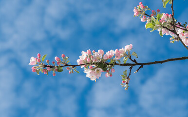 Cherry blossoms with blue sky above