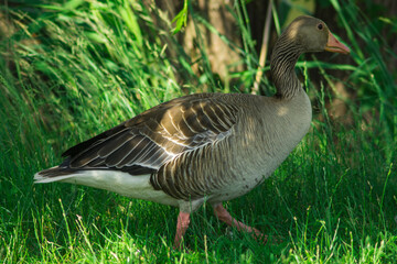 goose on the grass