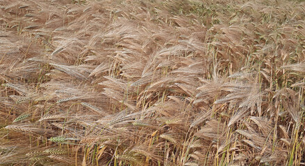 field of wheat