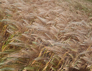 background view of golden wheat field. Ukraine.
