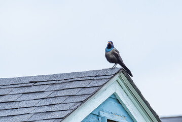 Grackle bird perched on rooftop with worm in beak