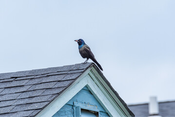 Grackle bird perched on rooftop with worm in beak