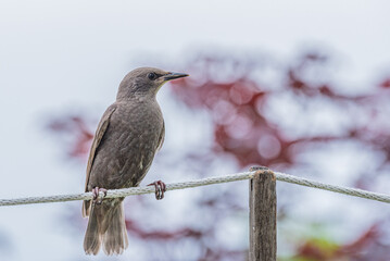 Juvenile starling bird perched on clothes line on cloudy spring day