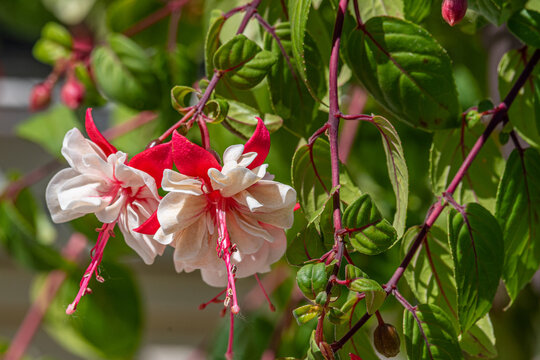 Pink and white fuchsia flowers blooming in summer