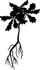 Black silhouette of oak tree seedling with leaves and root system isolated on white background