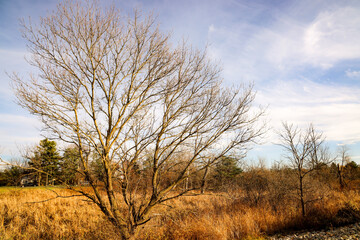 tree in the field
