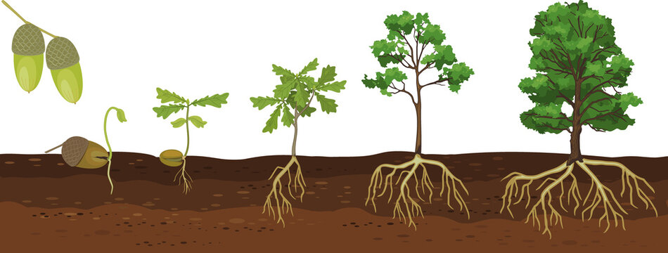 Life cycle of oak tree. Growth stages from acorn and sprout to old tree with root system isolated on white background