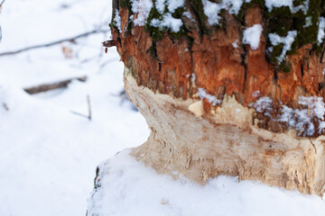 Marks from beaver teeth on tree trunk. Close-up of deciduous tree with beaver teeth marks and...