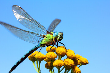 dragonfly on yellow flower macro