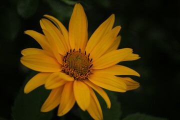 yellow flower on a green background