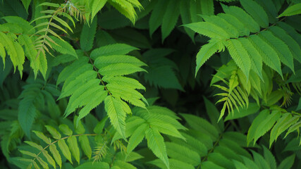 Vegetable background from meadowsweet leaves. Abstract natural green wallpaper from foliage of ornamental shrub. Plant nature vegetal backdrop