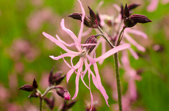 Lychnis flos-cuculi, commonly called the ragged robin. Field flower Lychnis flos-cuculi, close-up. Ragged Robin in the spring meadow.