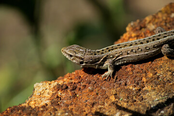 lizard on the stone