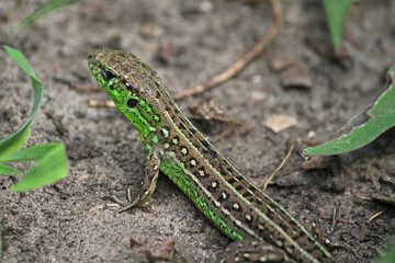 lizard on the stone