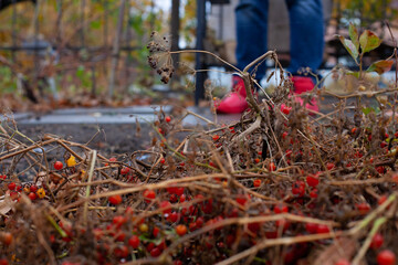 Dry cut bushes.Legs of farmer in blue jeans and red rubber boots against background of small...