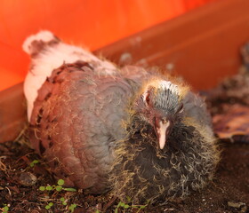 Young pigeon in the nest