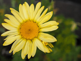 yellow flower of an  Anthemis tinktoria