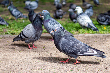 A flock of pigeons on a park path waiting for food from passers-by.