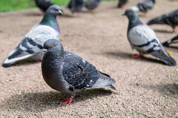 A flock of pigeons on a park path waiting for food from passers-by.