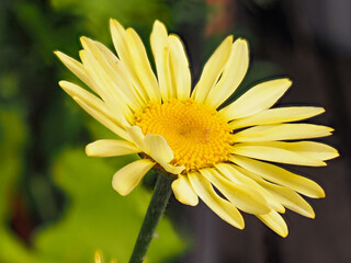 yellow flower of an  Anthemis tinktoria