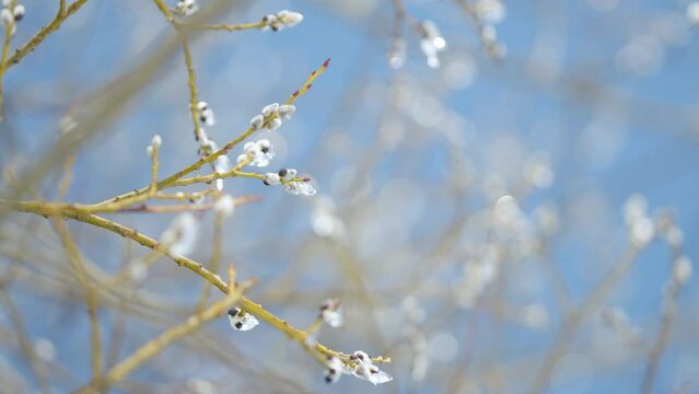 Willow ice covered branches Salix caprea in early spring. Fluffy buds bloom during spring. Bokeh.