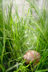 Snail shell hide in green grass on lake shore