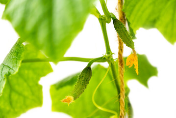 young cucumbers  with cucumber ovaries growing in greenhouses