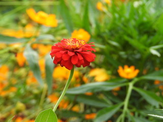 red and yellow flower
