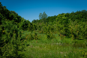 A forest in Samarskaya Luka National Park!