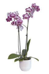 Orchidée Phalaenopsis mauve et blanche