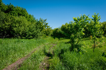 A forest in Samarskaya Luka National Park!