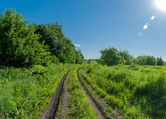 Obraz premium A forest in Samarskaya Luka National Park!