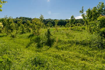 Obraz premium A forest in Samarskaya Luka National Park!