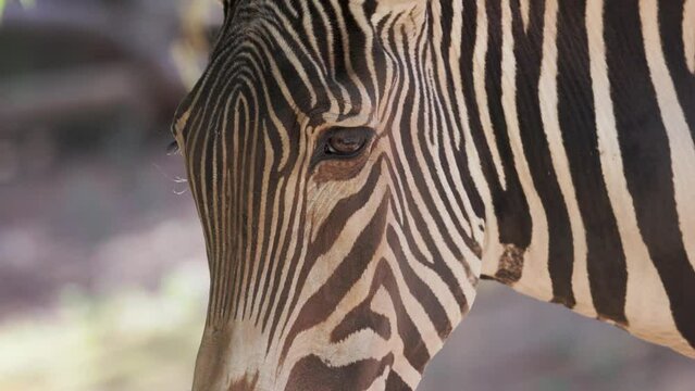Closeup slow motion 4k video of the face and eye of a Grevy's zebra.