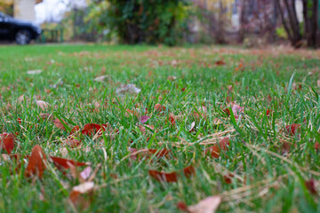 Autumn lawn in backyard. Natural background of green grass and fallen leaves lying on it and black car on parking path. 