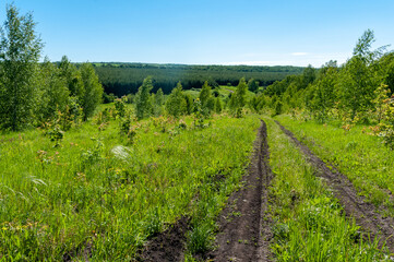 Obraz premium A forest in Samarskaya Luka National Park!