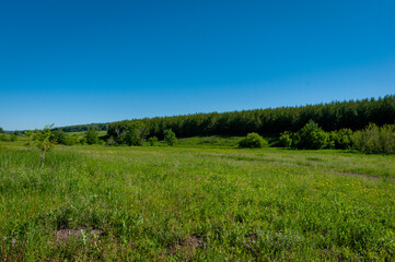 Pine forest in Samarskaya Luka National Park!