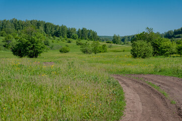 Pine forest in Samarskaya Luka National Park!