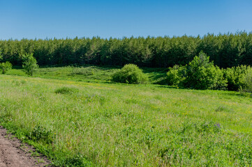 Pine forest in Samarskaya Luka National Park!