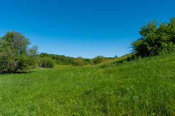 Pine forest in Samarskaya Luka National Park!