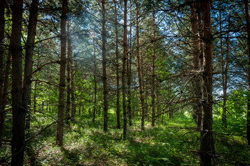 A pine forest in Samarskaya Luka National Park!