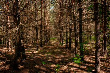 A pine forest in Samarskaya Luka National Park!