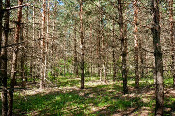 A pine forest in Samarskaya Luka National Park!