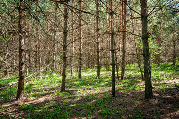 A pine forest in Samarskaya Luka National Park!