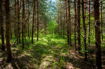 Fototapeta na wymiar A pine forest in Samarskaya Luka National Park!