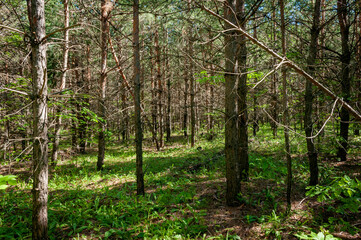 Fototapeta premium A pine forest in Samarskaya Luka National Park!