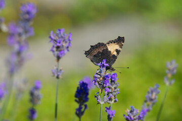 Small tortoiseshell butterfly (Aglais urticae) with closed wings perched on lavender plant in Zurich, Switzerland
