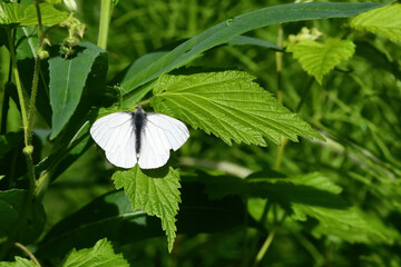 An Arctic White butterfly rests on a wild raspberry plant in the Chugach National Forest, Alaska.