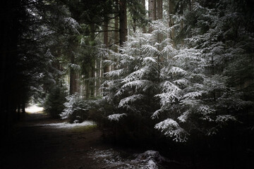 Winterwaldweg in kalter Schneelandschaft in der Dämmerungszone zwischen den Bäumen