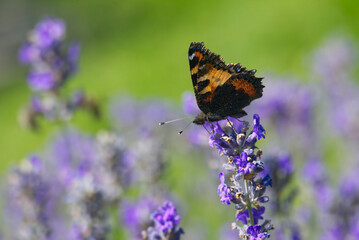 Small tortoiseshell butterfly (Aglais urticae) perched on lavender plant in Zurich, Switzerland